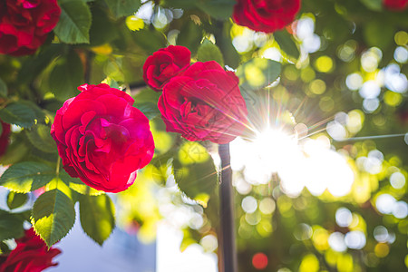 阳光玫瑰葡萄在自己的花园里有红玫瑰 情人节 母亲的一天或生日背景平面植物阳光礼物婚礼植物学玫瑰设计情感花束背景