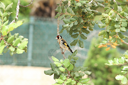 Goldfinch 粘在carob树枝上山楂唱歌男性羽毛雀科野生动物枝条花园观鸟风险图片