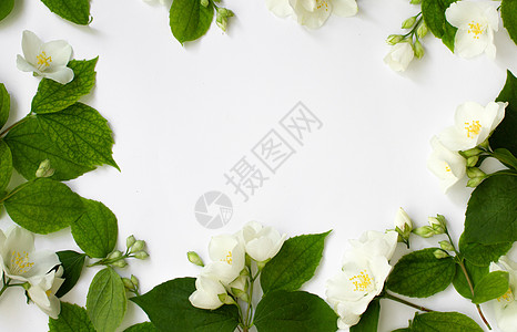 花木板由茉莉花流制成 在白底花边框上隔离叶子图案枝条植物群镜框元素周年花朵纪念日花卉背景图片