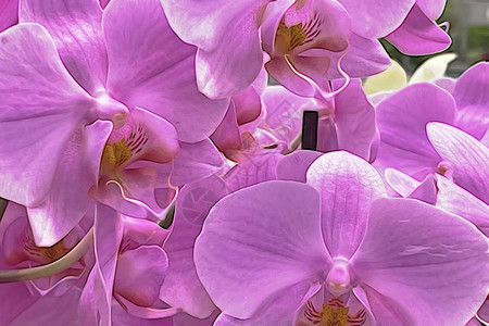 背景的特写兰花花花束美丽花园热带异国宏观叶子植物群紫色植物学图片