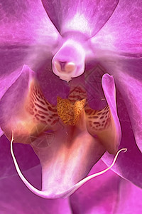 背景的特写兰花花植物学异国情调热带礼物脆弱性植物花瓣叶子紫色图片