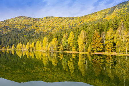 在湖中镜像金色森林图片