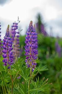 有粉红色紫色和蓝色花朵的露天田地 闪亮的花朵季节荒野森林衬套昆虫花园场地香气花束植物群图片