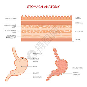 人的胃解剖图片