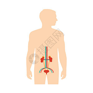 人体泌尿系统解剖插图器官膀胱科学尿道身体解剖学肾脏输尿管医疗图片