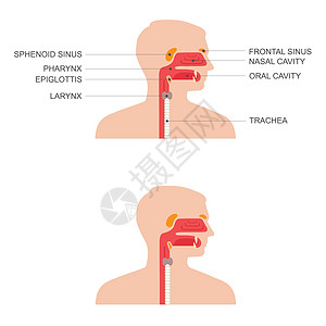 鼻喉解剖图图片