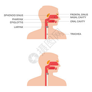 鼻喉解剖图图片