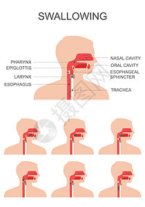 吞咽系统图片