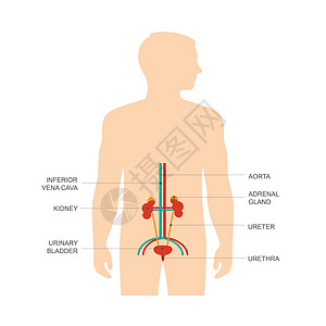 人体泌尿系统解剖图表输尿管身体解剖学生物学科学插图医疗尿道肾脏图片
