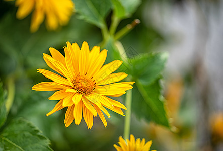 黄菊花或菊花的花头宏观洋甘菊晴天雏菊花黄花花瓣花园植物植物群礼物图片