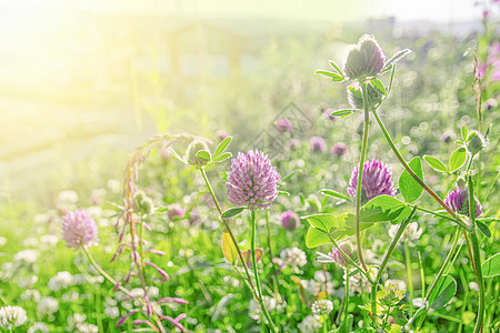 亮绿色和太阳光束耀斑上的粉红三叶花草本植物花园花瓣场地生长对比色植物群草地晴天紫色图片