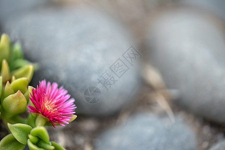 在石园中种植明亮的粉红色花朵 在小树上开花图片