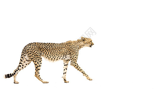 南非Kgalagadi跨界公园Cheetah野生动物猎豹野性旅游跨境驱动目的地自然保护区摄影气候背景图片