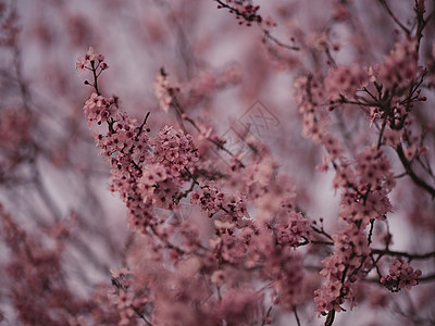 春天的美丽樱花花果园植物柔软度季节植物群花瓣花园植物学园艺公园图片