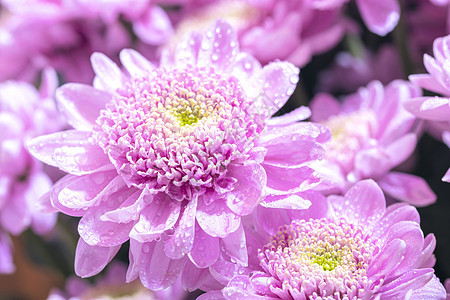 特写粉红色花束背景的宏宏观园艺季节叶子菊花花园植物学植物群庆典水滴图片