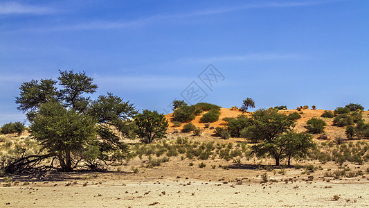 南非Kgalagadi跨界公园的Reddune风景气候驱动摄影目的地跨境干旱游戏旅游生物荒野图片