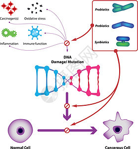益生菌防止 DNA 损伤和突变图片