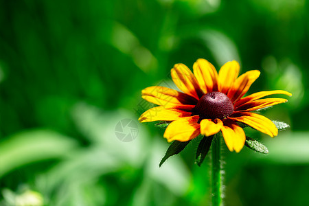 特写夏季花园中多色红色黄黄色花朵的缝合图片