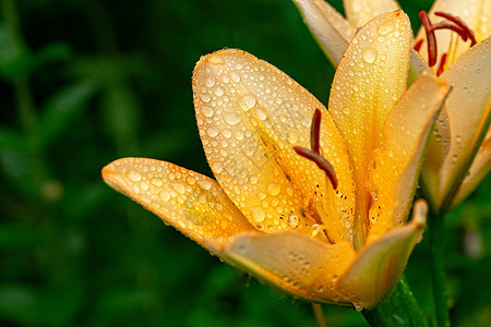 雨后花园里有黄色的莉莉花图片