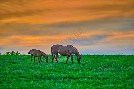 黄昏时在新鲜绿草上牧羊太阳天空荒野农场栅栏马术场地哺乳动物旅游树木图片
