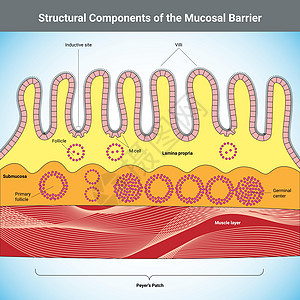 粘膜屏障医学插图的结构成分图片