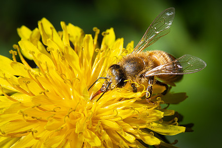 一只蜜蜂在黄色花朵上收集花蜜自由营养草地蜂蜜昆虫享受防御动物雪花花瓣图片
