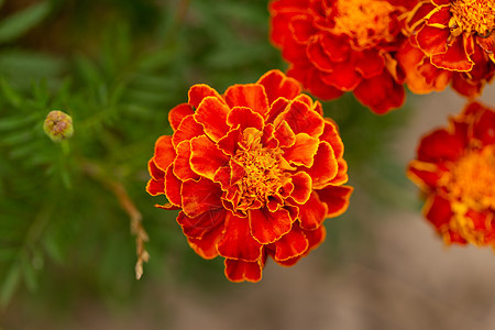 花园中的橘子花 绿色背景 缝合图片