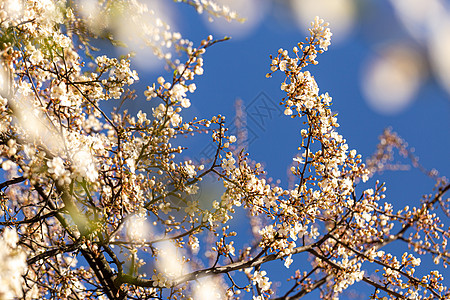 阳光明媚的天亮的樱桃李子蓝色生长生活公园植物学花瓣脆弱性晴天花朵樱桃李图片