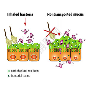 细菌与呼吸道粘液的相互作用医学图案图片