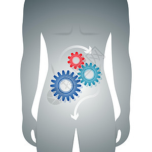 以齿轮机制为代表的胃内消化良好的人体背景图片