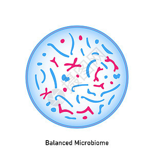 正常平衡的皮肤植物和粘黏膜植物食物微生物群酵母菌殖民地细菌细菌学病菌乳球菌插图链球菌图片
