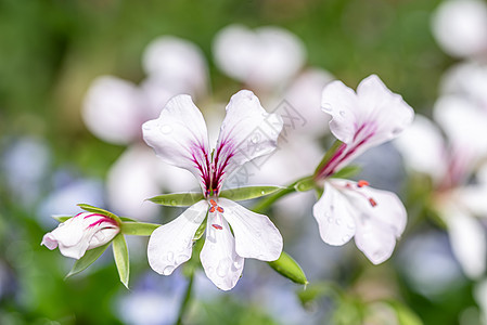 春花中小白和紫罗贝拉花的宏观照片图片