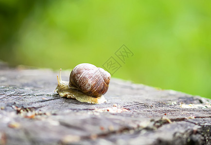 夏日在花园里爬来爬去荒野食物濒危螺旋农场蜗牛生活野生动物房子田螺图片
