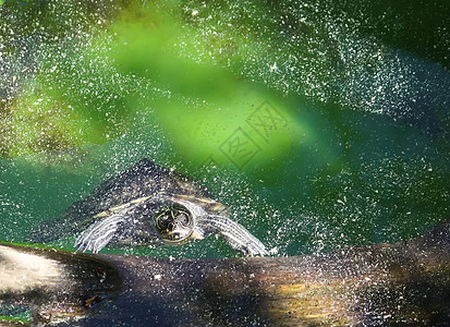 水龟在水中游泳图片