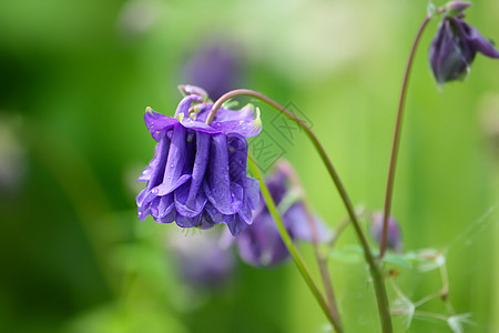 耧斗菜的蓝色花花园金鱼紫色花序生长野花花坛植物学雌蕊花瓣图片