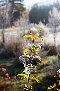 秋天公园里的第一场霜 十一月的清晨 雾凇湿枝森林冻结树叶磨砂水晶季节植物宏观叶子天气图片