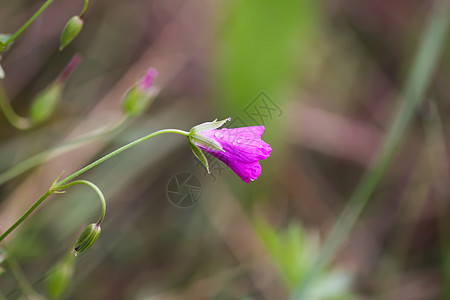 八月盛开的夏日田地野花 长青春森林紫色蓝色叶子纪念日植物草地花瓣自然植物群图片