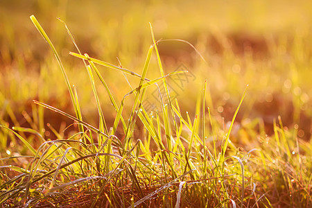 日落金色阳光下露水的新鲜绿草 夏季自然本性背景草本植物花园场地叶子季节场景草地生长农业金子图片