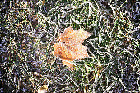 冻结的秋天秋天枫叶图片