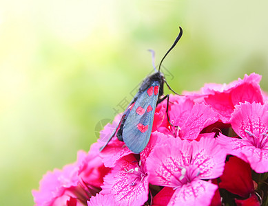 阳光下有康乃馨的花朵 六点小火鸡Zygaena 菲奥本露拉   一个白天飞翔的飞蛾花瓣昆虫漏洞甲虫叶子草地花园紫色宏观农村图片