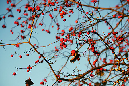 带浆果的玫瑰食物花园阳光公园蓝色树枝荒野植物水果图片