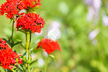 的红花 马耳他十字在夏季花园种植草本植物植物群植物十字花序花艺花坛燃烧玉髓硅烷图片