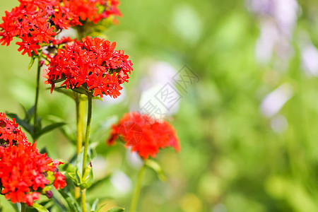 的红花 马耳他十字在夏季花园种植草本植物植物群植物十字花序花艺花坛燃烧玉髓硅烷背景图片