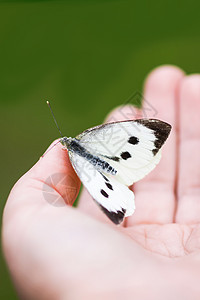 一只手坐着大白卷心蝴蝶或Pieris胸罩宏观飞行环境草地昆虫脆弱性收藏花园野生动物翅膀图片