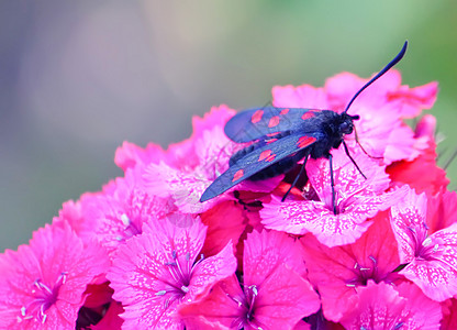 阳光下有康乃馨的花朵 六点小火鸡Zygaena 菲奥本露拉   一个白天飞翔的飞蛾花园紫色花束蝴蝶叶子草地刷子农业漏洞昆虫图片