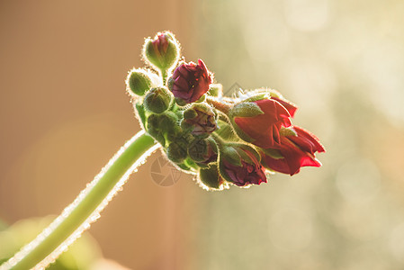 日光明亮时红色花朵花园植物学花序雨滴农村叶子花瓣村庄风格窗户图片