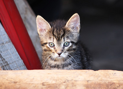 户外可爱的小猫婴儿宠物哺乳动物爪子毛皮虎斑猫科动物姿势花园太阳图片