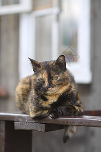 多色家猫在户外的木栏杆上放松休息爪子动物哺乳动物小猫虎斑眼睛房子头发猫科动物图片