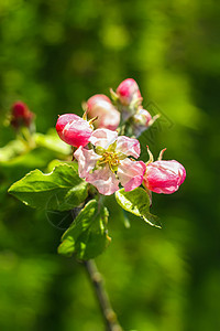 乡村春天的苹果树开花露天果园花园生长季节植物花瓣蓝天植物学枝条宏观图片