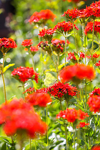 的红花 马耳他十字在夏季花园种植荔枝公园园林农业植物花艺硅烷燃烧园艺草本植物背景图片